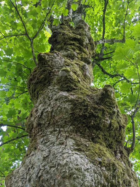 Tiro Ángulo Bajo Tronco Árbol Follaje —  Fotos de Stock