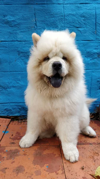 Pionowe Zbliżenie Ujęcie Puszystego Słodkiego Białego Chow Psa — Zdjęcie stockowe