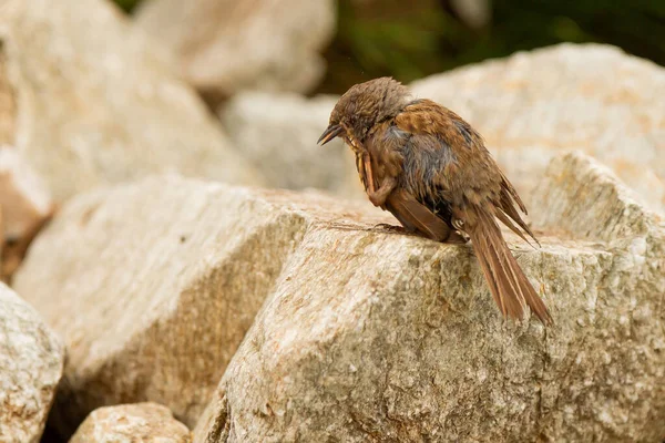 Primer Plano Lindo Pájaro Prunella Modularis Sobre Una Piedra — Foto de Stock