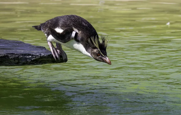 Primer Plano Pingüino Cresta Sumergiéndose Agua — Foto de Stock