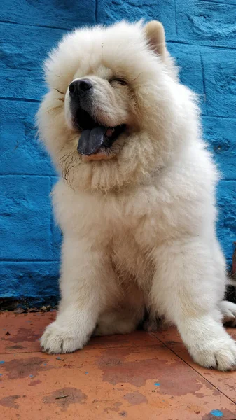 Egy Függőleges Közelkép Egy Bolyhos Aranyos Fehér Kajás Kutyáról — Stock Fotó
