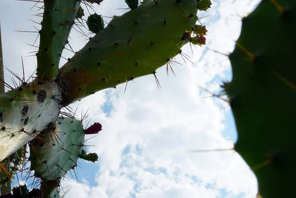 Gros Plan Sélectif Cactus — Photo