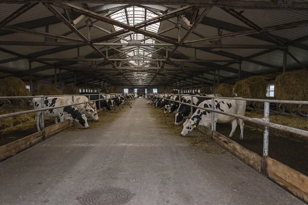 Interior Livestock Farm Cattle Cows Eating Feed — Stock Photo, Image