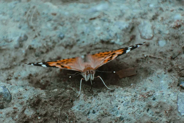 Una Hermosa Mariposa Negra Naranja Con Puntos Blancos —  Fotos de Stock