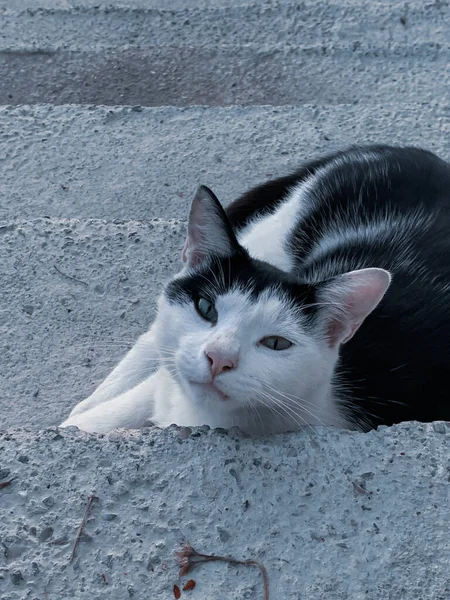 階段に座っている美しい黒と白の猫 — ストック写真