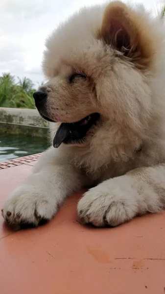 Een Verticaal Close Shot Van Een Pluizige Witte Chow Chow — Stockfoto