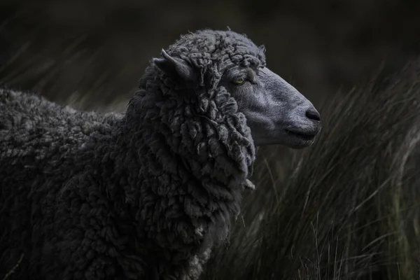 Chimborazo Volkanı Ekvador Yamaçlarında Yemek Yiyen Bir Koyunun Yakın Plan — Stok fotoğraf