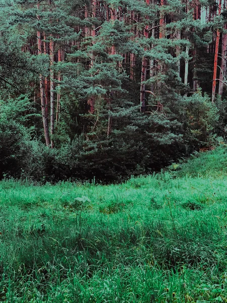 Gli Alberi Alti Nella Foresta Ottimo Sfondi — Foto Stock