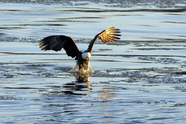 Águila Calva Agarra Pez Del Río Mississippi Missouri — Foto de Stock