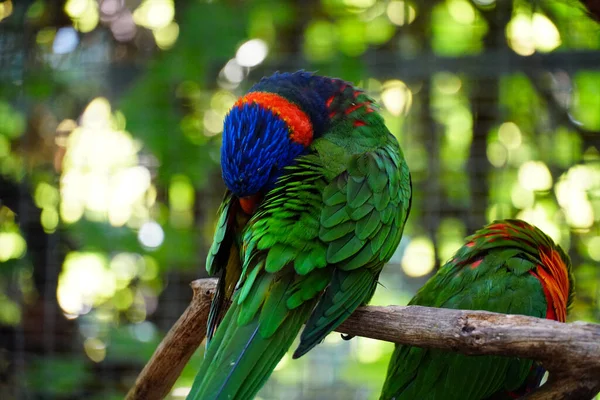 Eine Nahaufnahme Schöner Loriini Papageien — Stockfoto