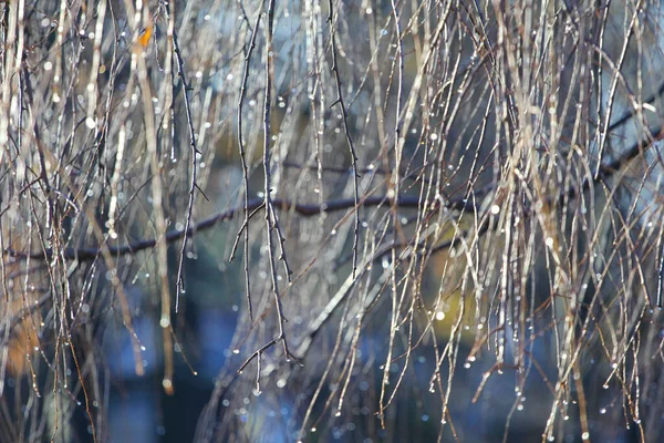 Lovitură Closeup Picături Ploaie Ramurile Copacilor — Fotografie, imagine de stoc