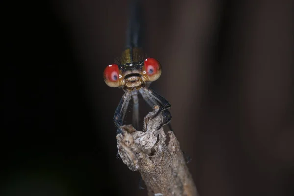 Plan Horizontal Rapproché Une Demoiselle Aux Yeux Rouges Perchée Sur — Photo