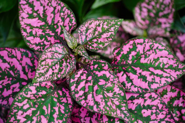 Belo Tiro Uma Planta Hipoestesia — Fotografia de Stock