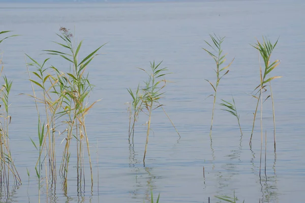 湖中野草的美丽景色 — 图库照片