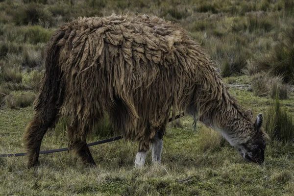 Closeup Shot Llama Eating Slopes Chimborazo Volcano Ecuador — Stock Photo, Image