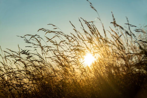 Beau Paysage Champ Blé Sous Lumière Soleil — Photo