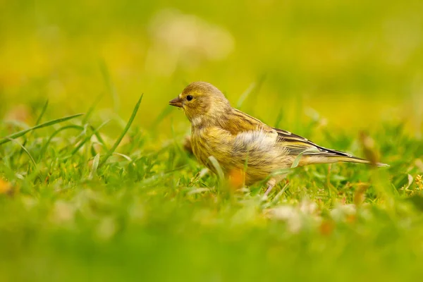 Tohum Arayan Sevimli Bir Carduelis Küçük Kuşunun Yakın Plan Fotoğrafı — Stok fotoğraf