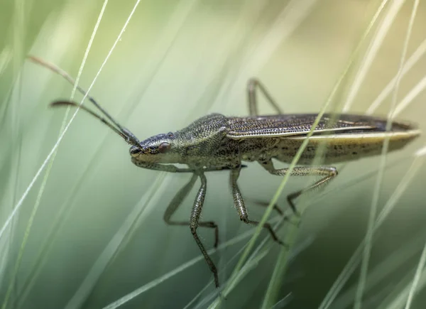 背景がぼやけている緑の植物に長い角のあるカブトムシのクローズアップショット — ストック写真