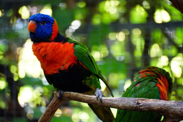 아름다운 앵무새의 — 스톡 사진