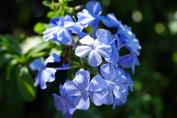 Närbild Browallia Speciosa Blomma — Stockfoto