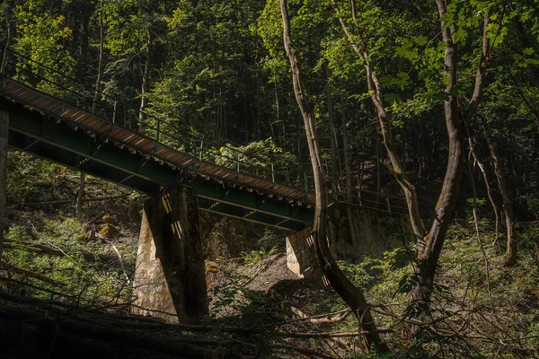 Primo Piano Ponte Una Foresta — Foto Stock