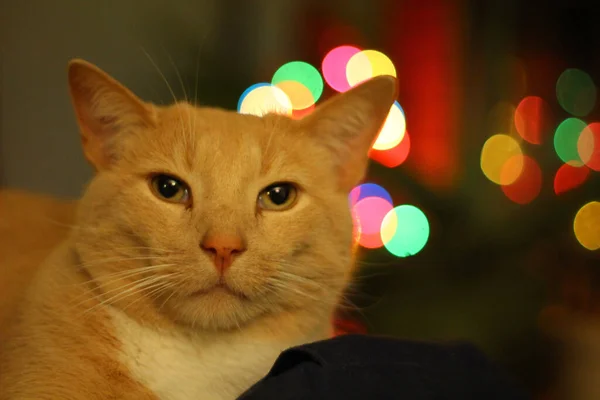 Eine Nahaufnahme Einer Süßen Katze — Stockfoto