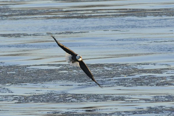 Águila Calva Vuelo Sobre Río Mississippi Missouri Busca Peces — Foto de Stock
