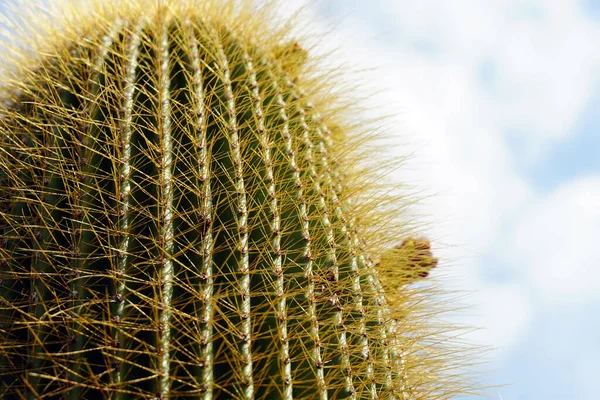 Närbild Selektiv Fokusbild Kaktus — Stockfoto