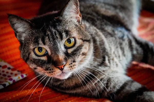 Tiro Close Gato Cabelo Curto Com Olhos Amarelos Brilhantes Olhando — Fotografia de Stock