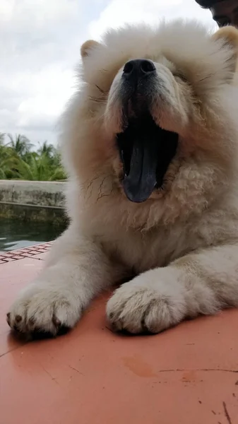 Eine Vertikale Nahaufnahme Eines Flauschigen Weißen Chow Chow Hundes — Stockfoto