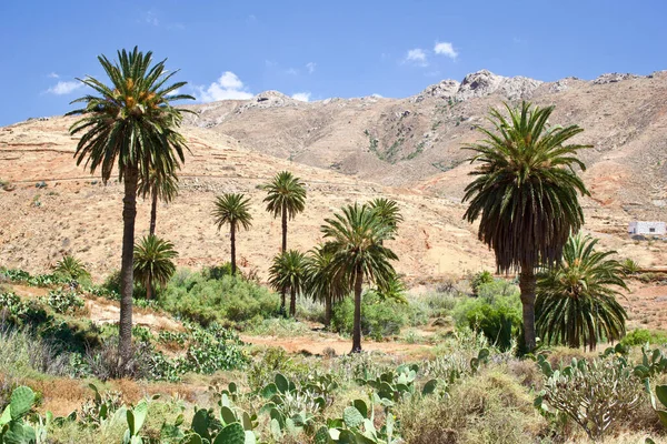 Μια Όμορφη Θέα Του Canary Island Ημερομηνία Palm Phoenix Canariensis — Φωτογραφία Αρχείου