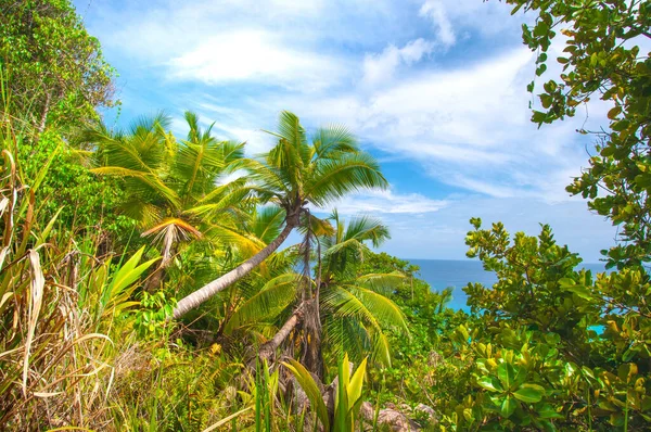 Colpo Ipnotizzante Piante Alberi Diversi Una Foresta — Foto Stock