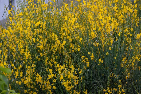 Schöne Gelbe Blumen Einem Garten — Stockfoto