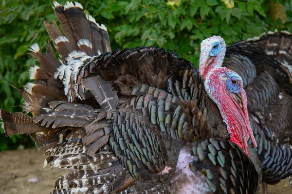 Primer Plano Dos Pavos Frente Arbusto Verde — Foto de Stock