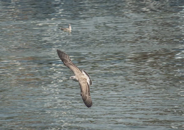 Hermosa Gaviota Volando Sobre Agua — Foto de Stock