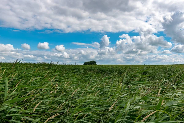 Een Prachtig Shot Van Een Hoog Gras Veld Onder Een — Stockfoto