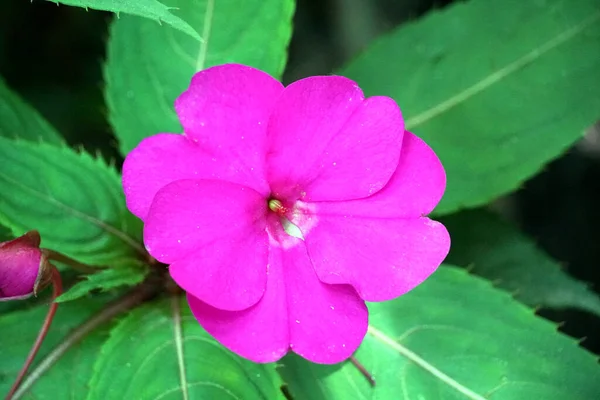 Zbliżenie Purpurowego Impatiens Kwiat — Zdjęcie stockowe