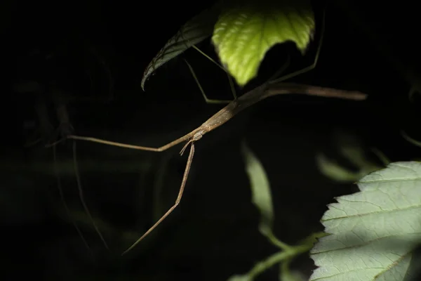 Matala Tarkennus Lähikuva Laukaus Tikku Hyönteinen Phasmid Kasvi Yöllä — kuvapankkivalokuva