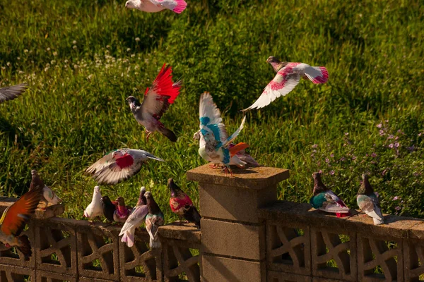 Красивые Красочные Птицы Летящие Над Каменным Забором — стоковое фото