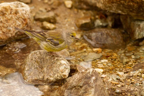Primer Plano Lindo Pájaro Carduelis Una Piedra Buscando Agua Para — Foto de Stock