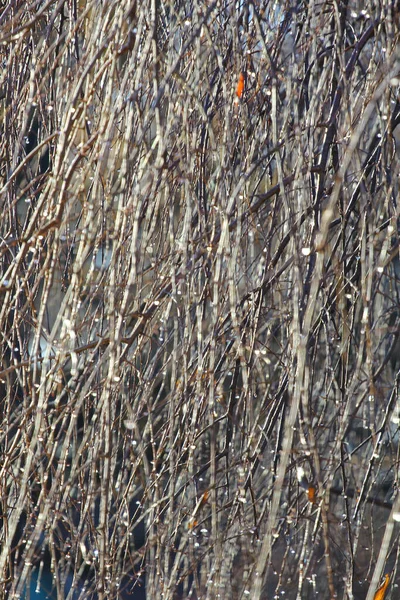 Vertical Shot Raindrops Tree Branches — Stock Photo, Image