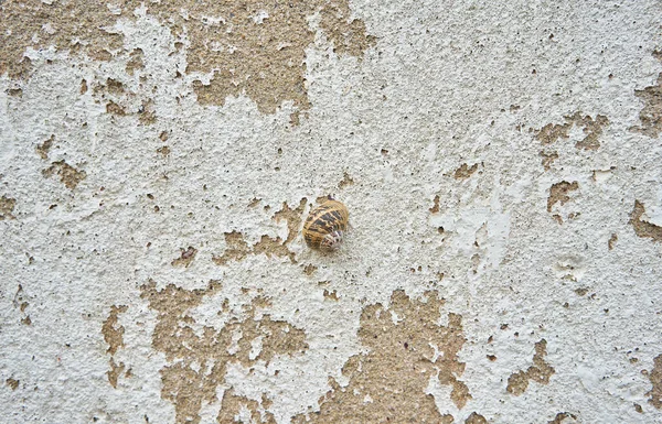 콘크리트 달팽이를 클로즈업 벽지에 맞는다 — 스톡 사진