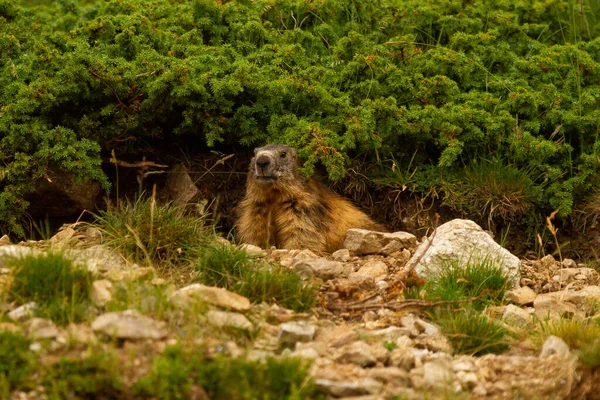 Una Marmota Alpina Marmota Mamífero Montaña Prado España —  Fotos de Stock