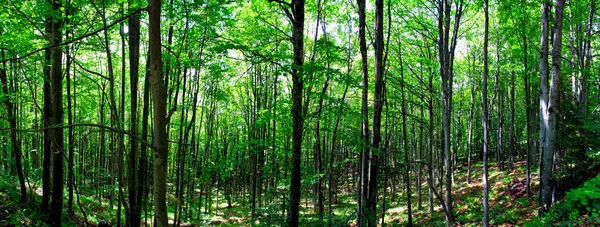 Egy Gyönyörű Táj Egy Erdőből Sok Magas Fával Napfény Alatt — Stock Fotó