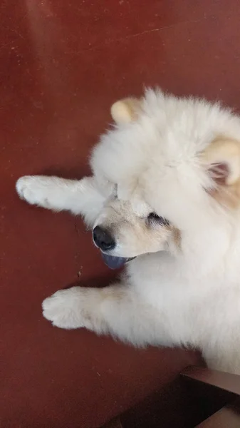 Vertical High Angle Shot Cute Fluffy White Chow Chow Dog — Stock Photo, Image