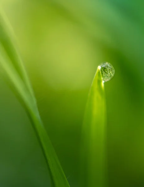 Vertical Closeup Shot Green Plant Waterdrop — Stock Photo, Image