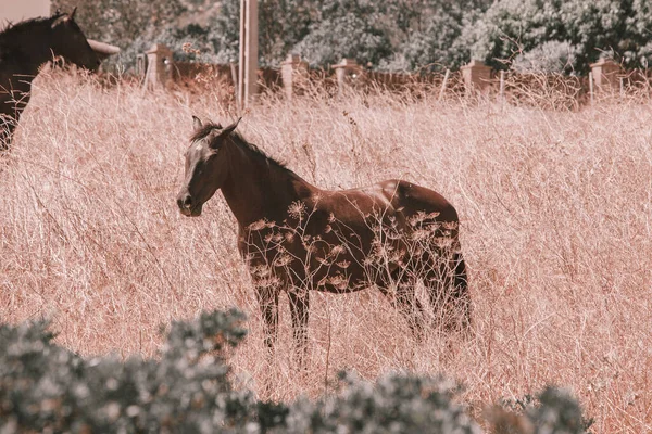 Cavalos Selvagens Marrons Campo — Fotografia de Stock