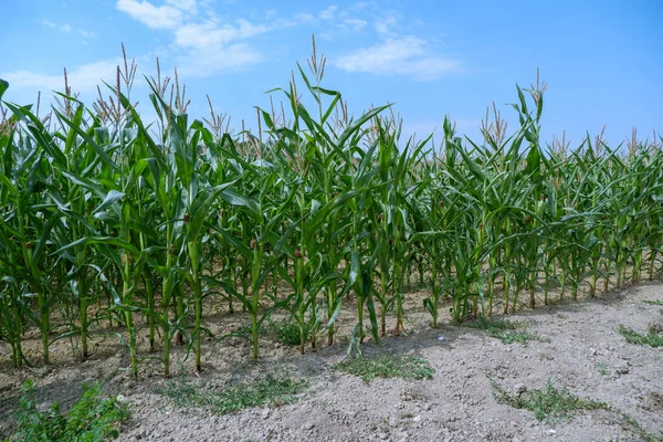 Landskapsbild Sockerrör Fält — Stockfoto