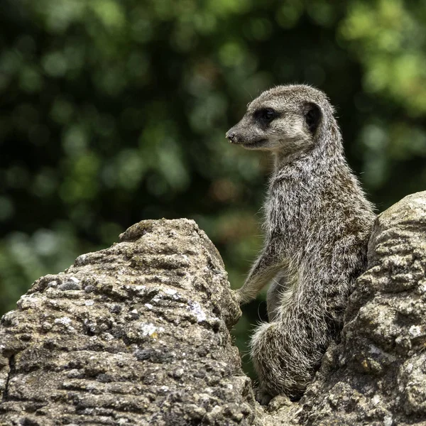 Gros Plan Suricate Avec Fond Bokeh — Photo