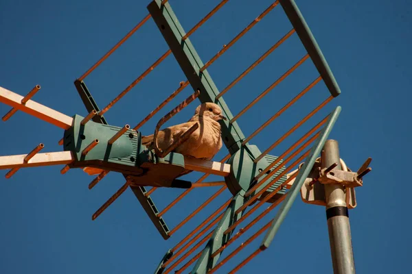 Eine Niedliche Braune Taube Sitzt Auf Einer Antenne — Stockfoto